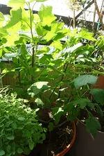 c042.webp