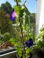 DSCN5866.webp