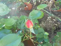 DSCN5869.webp