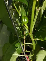 DSCN5870.webp