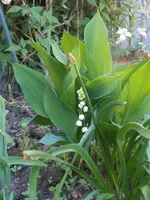 DSCN5875.webp