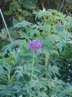 DSCN5878.webp