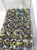 DSCN5853.webp