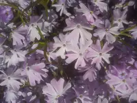 DSC04947.webp