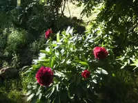 BILD9408.webp