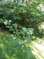 BILD9411.webp
