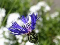Flockenblume.webp