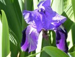Iris.jpg