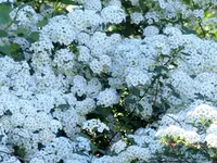 Spirea2.jpg