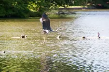 reiher.webp