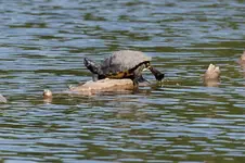 schildkroete.webp