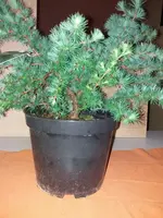 vorn.webp