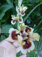 P1050640.webp
