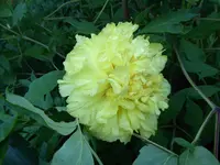 P1050650.webp