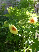 P1050700.webp
