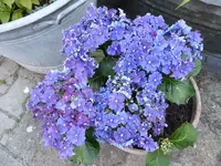 P1050760.webp