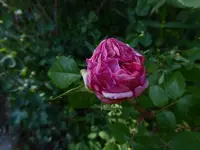 P1050610.webp