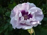 P1050615.webp