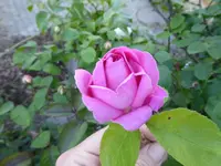 P1050757.JPG