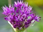 Auflühendes Allium.jpg