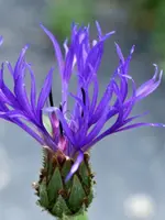 Flockenblume.jpg