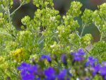 Verblühtes Alyssum.jpg