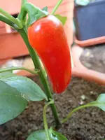 c047.webp