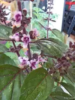 c049.webp