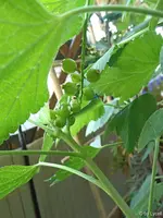 c050.webp