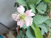 c051.webp