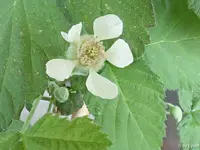 c052.webp