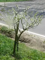 k-Mirabelle blüht.webp