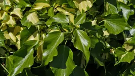 unbekannte.bluete_0008.webp
