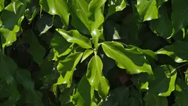 unbekannte.bluete_0009.webp