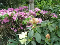 IMG_6101.jpg