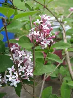 012_576x768.webp