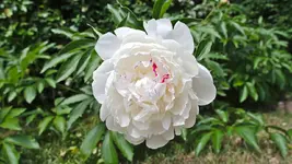 weisse.pfingstrosen_0003.webp