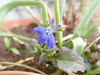 c054.webp