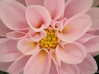c055.webp