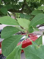 IMG-20180510-WA0017.webp