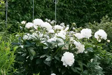 Pfingstrose0116.webp