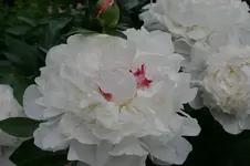 Pfingstrosen3708.webp