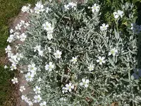 Steinkraut.webp