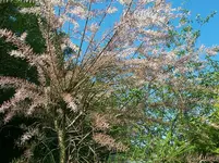 Tamariske.webp