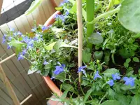 c056.webp