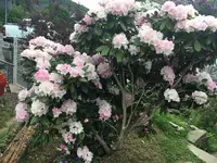 E2BRcoM.webp