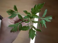 DSCN3097.webp