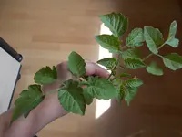 DSCN3099.webp