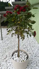 IMG-20180511-WA0002.webp
