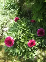 BILD9448.webp